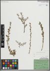 Foto von Salix repens subsp. repens L.